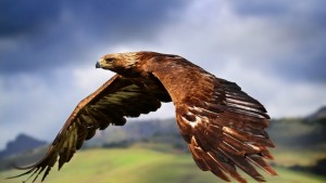 bird-wallpaper-predator-eagle-1080x608