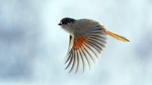 bird_wings_flap_flight_59661_1920x1080
