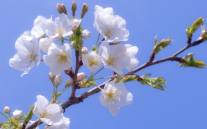 White-Cherry-Blossoms-on-the-Blue-Sky-1440x900-wide-wallpapers.net
