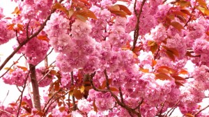 cherry-blossom-1430862738o12